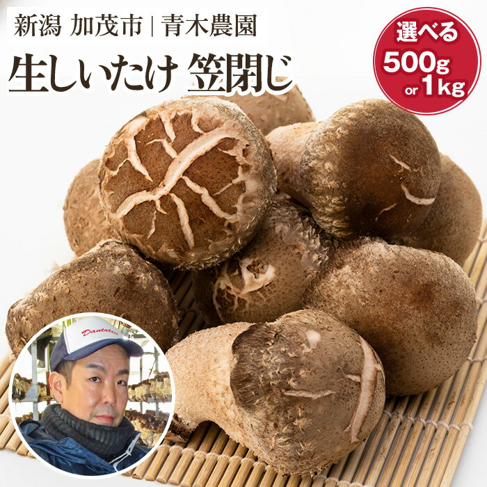【ふるさと納税】 【2025年先行予約】生しいたけ 並サイズ（笠閉じ）選べる内容量「約500g」or「約1kg」《11月上旬から順次出荷》 品評会で金賞受賞！ きのこ しいたけ 椎茸 特大 食べ応えある大きさ 肉厚で旨味たっぷり！ 加茂市 青木農園