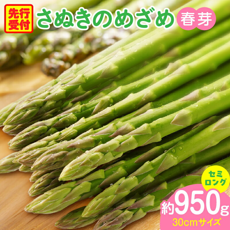【ふるさと納税】三木町産 香川オリジナルアスパラガス「さぬきのめざめ」 セミロング　春芽　約950g 野菜 アスパラ アスパラガス さぬきのめざめ 春 冷蔵 新鮮 香川県 三木町 セミロング おすすめ