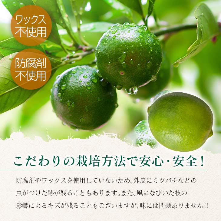 先行予約 皮まで使える ライム 計3kg以上 希少 国産ライム 果物 くだもの フルーツ 柑橘 期間限定 数量限定 おすすめ ジュース 飲み物 サラダ 調味料 焼肉 バーベキュー 食品_AV2-25_
