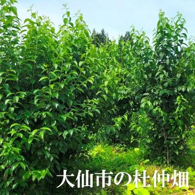 ふるさと納税 大仙市 秋田 中仙 杜仲の葉100% 杜仲茶 ティーパック120袋 |  | 01