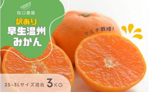 (先行予約) 2S~3L サイズ混合 3kg 阪口農園の 訳あり 早生温州みかん (マルチ栽培) 【2025年12月中旬から順次発送】 / みかん 蜜柑 先行予約 数量限定 ミカン