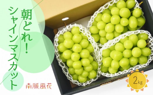 ＜2026年発送分先行予約＞ 朝採れ！シャインマスカット2kg　 ALPAJ023
