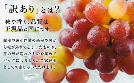 【2026年先行予約】数量限定 訳あり 豊岡ぶどう「紫苑」 約300g×6パック／ 紫苑  しえん ブドウ 葡萄 訳ありぶどう 大粒 強い甘み 爽やかな酸味 新鮮 果物 産地直送 くだもの フルーツ 