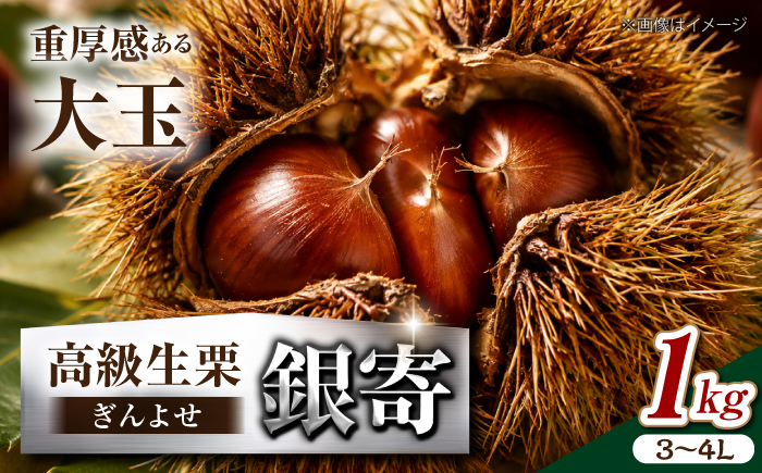 【先行予約】【2026年9月下旬から順次発送】和栗の代表！上品な甘さ！あじさい農園の高級生栗「銀寄」（1kg）　愛媛県大洲市/あじさい農園 [AGAE010]くり クリ モンブラン マロン 秋の味覚 和菓子 栗ご飯 栗ごはん 栗きんとん ケーキ スイーツ クリ 手作りスイーツ素材 おやつ 材料
