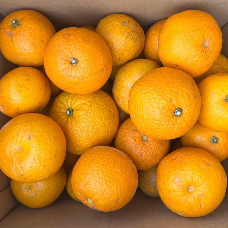 ［産直］和歌山由良町産の木成り熟成八朔訳ありご家庭用約10kg（サイズ混合）★2026年3月中旬頃より順次発送［TM134］XH92123