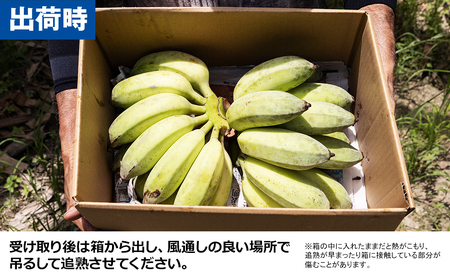 【沖縄本島産】金城敏春農園の「アップルバナナ」 3kg