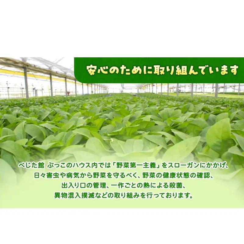 ホワイトミニセルリー 15袋入り 野菜 詰め合わせ セルリー セロリ ミニセロリ 新鮮 産地直送 大容量 業務用 まとめ買い 野菜セット ギフト 詰合せ 常備野菜