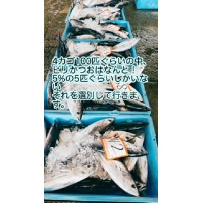 ふるさと納税 南国市 もちもち食感!釣れたてビリかつお刺身300g×2節(刺身油・ニンニク10g付き) |  | 02