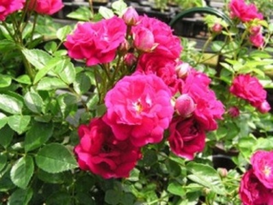 【先行予約】 母の日に！ つるバラ ハート リング仕立て 5号 2026年5月から順次発送 オンライン決済限定 花 花