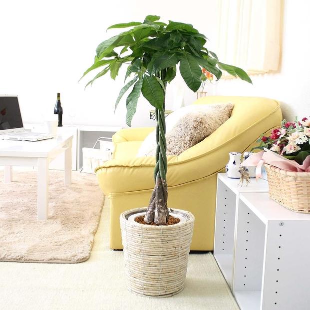 【観葉植物】パキラ 7号 ホワイトバスケット鉢カバー 高さ：約80cm～1m内外(鉢底より) ｜観葉植物 インテリア 部屋 おしゃれ 福岡県筑前町 送料無料