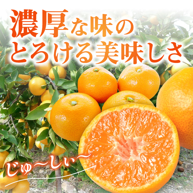 【0057-4】「濃厚な味のとろける美味しさ」温州みかん 5kg《先行予約》