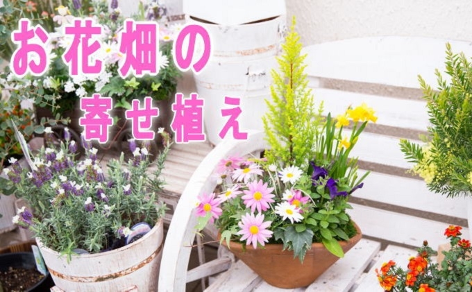
可愛いお花畑の寄せ植え（Mサイズ）
