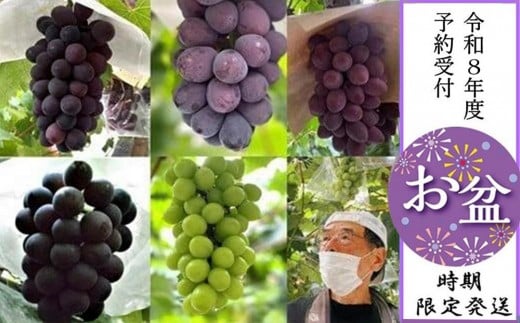 ＜＜お盆時期発送商品＞＞【貝塚市産】高級ぶどう３種詰合せ４～５房入り 2.6kg以上　2026年8月5日～13日の間に発送