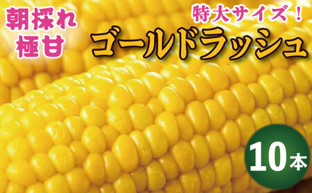 とうもろこし ゴールドラッシュ 10本 約4kg スイートコーン 先行予約 2025年6月発送予定  とうもろこし トウモロコシ とうもろこし トウモロコシ