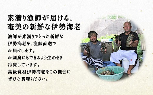 大和村の親子の漁師が捕っています