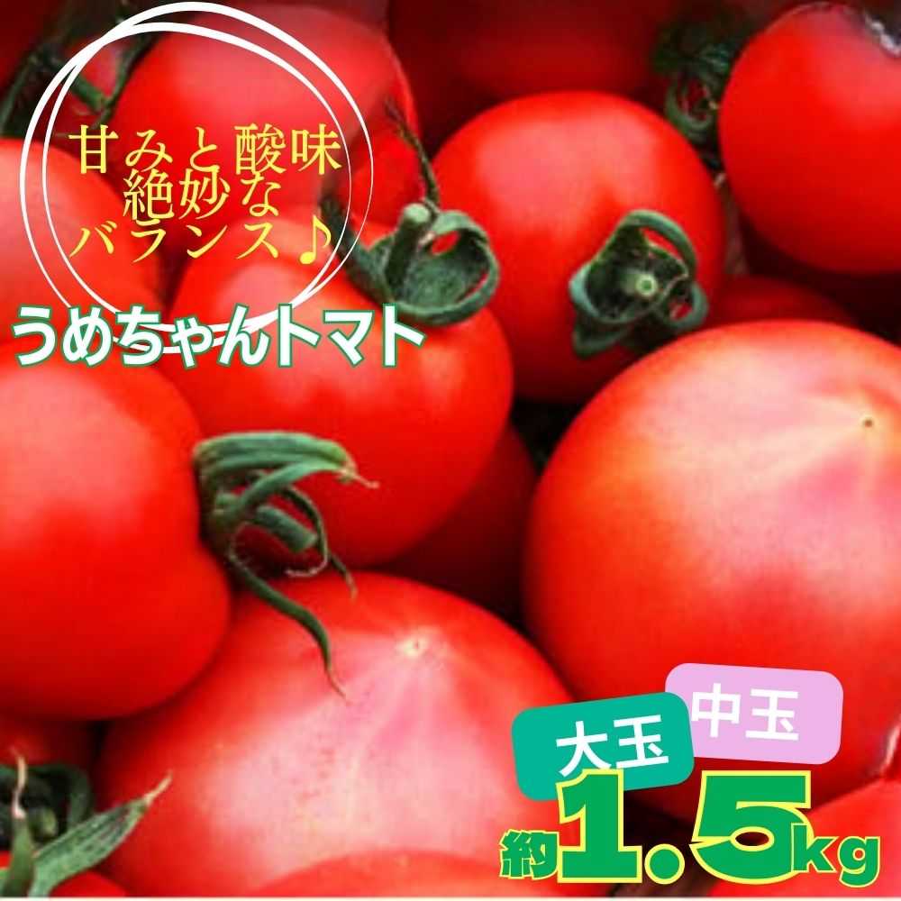 【ふるさと納税】うめちゃんトマト(大玉トマト・中玉トマト 合計約1.5kg) トマト とまと 甘味 甘み 大玉 中玉 詰め合わせ ※2025年4月下旬～6月上旬頃に順次発送予定 ※沖縄・離島への配送不可