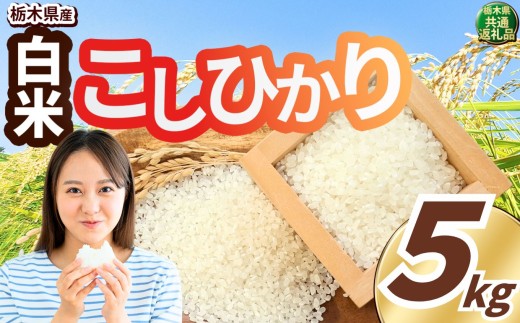 いちご農家さん応援米！ 令和7年度産 白米 約5kg こしひかり | 真岡市産 米 お米 こめ 白米 ご飯 ごはん もちもち コシヒカリ 限定 ふるさと納税 先行 予約 栃木県 真岡市 送料無料