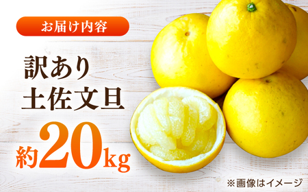 【先行予約】高知県産 訳あり 土佐文旦 約20kg 〈2027年1月下旬頃から発送〉 / 傷 シミの訳あり  大容量 【株式会社　四国健商】[ATAF150] 支援 支援品