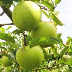 王林　訳あり約10kg【2026年1月下旬】たちねぷたりんご青森県五所川原市