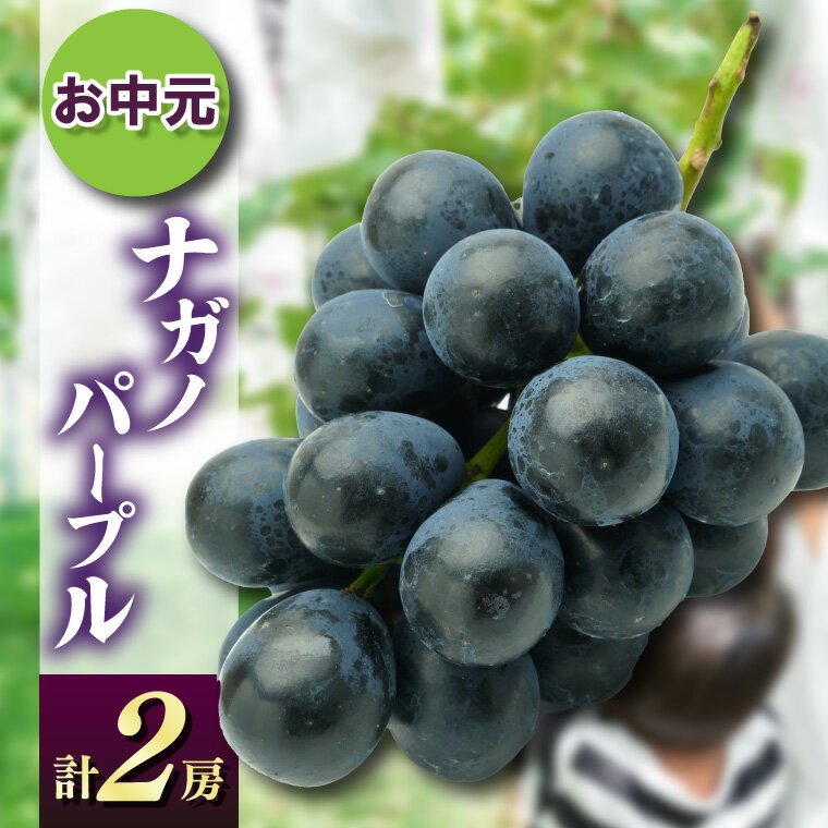 【ふるさと納税】お中元ナガノパープル2房　県内共通返礼品:かすみがうら市産【配送不可地域：離島・沖縄県】 (BR168)