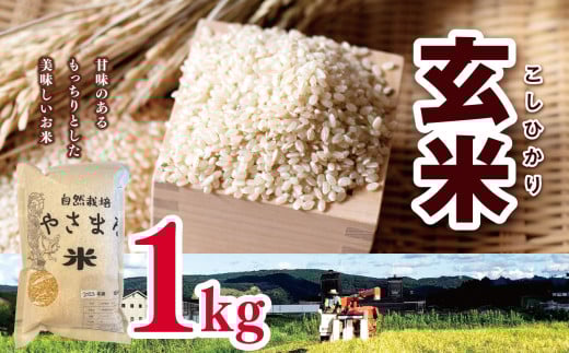 コシヒカリ 玄米 1㎏（1袋） |   米 こめ お米 おこめ げんまい やさまる こしひかり 千葉県 君津市 きみつ