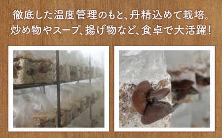 【美容・ダイエット・健康に効果的】佐賀県産 きくらげ 3種の詰め合わせセット（生・乾燥・パウダー）計270g 美容食 [UDF001] きくらげ キクラゲ きのこ キノコ 美容 ダイエット 健康  詰