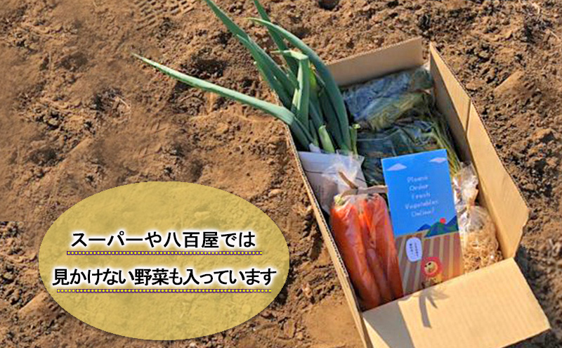 2～4名様向け／野菜6種に加工品をプラス 野菜セット 野菜詰合せ 産地直送 旬の野菜 農園直送 食べ物 食品 グルメ 食卓 ベジタブル 国産 日本産 国産野菜 