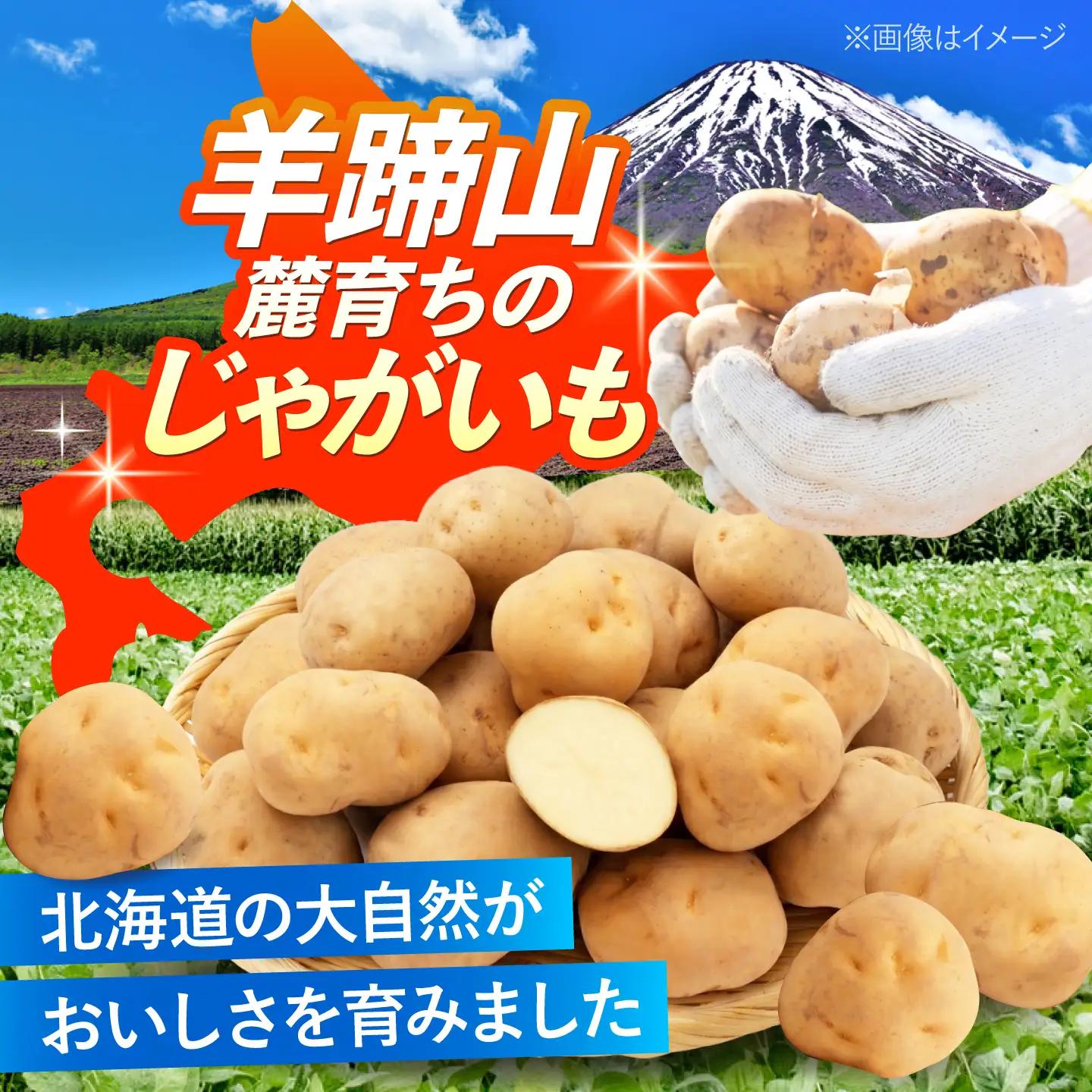 じゃがいも 男爵芋 5kg | じゃがいも ジャガイモ 男爵芋 野菜 季節の野菜 北海道 産地直送 先行予約 | 株式会社Aコープようてい[BPAT001]