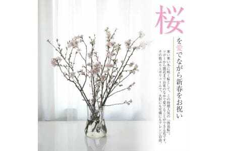 啓翁桜 約125cm×10本（2月下旬発送）※着日指定不可 東北 山形県 遊佐町 庄内地方 桜 木 植物 枝 切り花 花束 お花 室内 リビング 玄関 アレンジにも お正月飾り 冬 春 新春 迎春 新