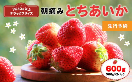 
厳選朝摘み とちあいか ３Lより大きいデラックス 600g 真岡市 栃木 送料無料
