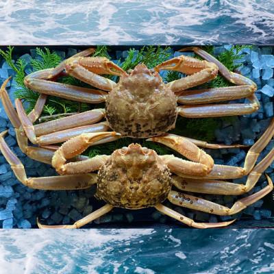 ふるさと納税 北栄町 【活】ご自宅用松葉ガニ大　800〜940g前後　2枚