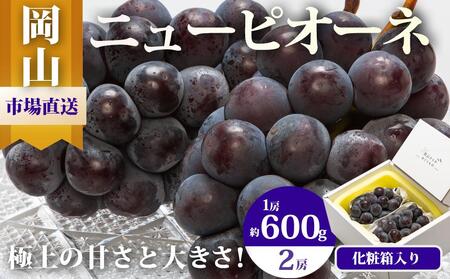 ニュー ピオーネ 2房（1房600g以上）化粧箱入り ｜ ピオーネ