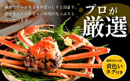 越前がに本場の越前町からお届け！越前がに浜茹で大サイズ×1杯（生で1kg以上）【かに カニ 蟹】【2月発送分】 [e14-x007_02] 食べ方しおり付 福井県 雄 ズワイガニ ボイル 冷蔵 越前が