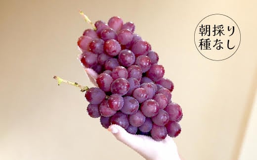 【2025年8月下旬から発送】朝採り！タネなしサニードルチェ　2kg箱　小沢農園[5839-1226]