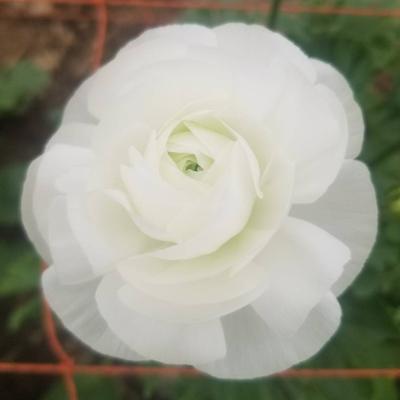 ふるさと納税 観音寺市 【先行受付2027年】ラナンキュラス「てまり(白系色)」切花50本