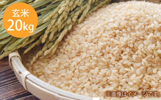 令和7年産 岡山県倉敷市産 きぬむすめ 玄米 20kg【2025年10月上旬より発送開始】