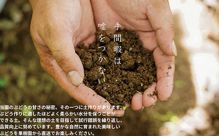 厳選 クイーンニーナ 2房 合計1.0kg以上 産地直送 朝採れ ぶどう 葡萄 Kawahara green Farm 岡山県産 2026年 果物 フルーツ 岡山のブドウ デザート 食べ物 国産 日本