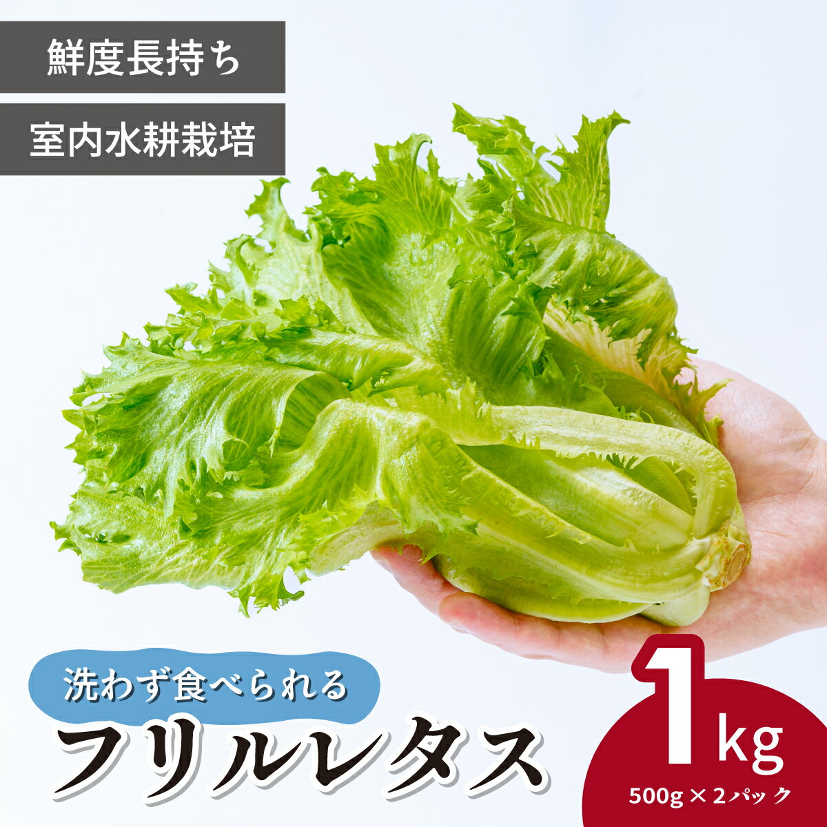 【ふるさと納税】洗わず食べられる/室内水耕栽培 フリルレタス お徳用 500g×2パック 計1kg | レタス 減農薬 新鮮 洗わずに食べられる 新鮮レタス オーガニック野菜 室内栽培 清潔 野菜直送 フレッシュ サラダ用 健康志向 フレッシュ 産地直送 緑黄色野菜 埼玉県 東松山市