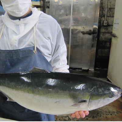 ふるさと納税 室戸市 いずま海産の天然ブリづくしB |  | 02