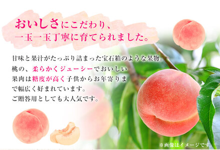 【先行予約】 和歌山県紀の川市産あら川の桃 約1kg 秀品 前商店《6月末旬-7月中旬出荷》 和歌山県 紀の川市 送料無料