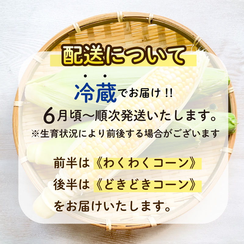 【 令和8年産 予約受付 】 とうもろこし 10 ～ 12 本 約 5㎏ 糖度18 ~ 19度 予約受付 予約 甘い 送料無料 期間限定 数量限定 静岡県 牧之原市 もろこしショップぐりぱ