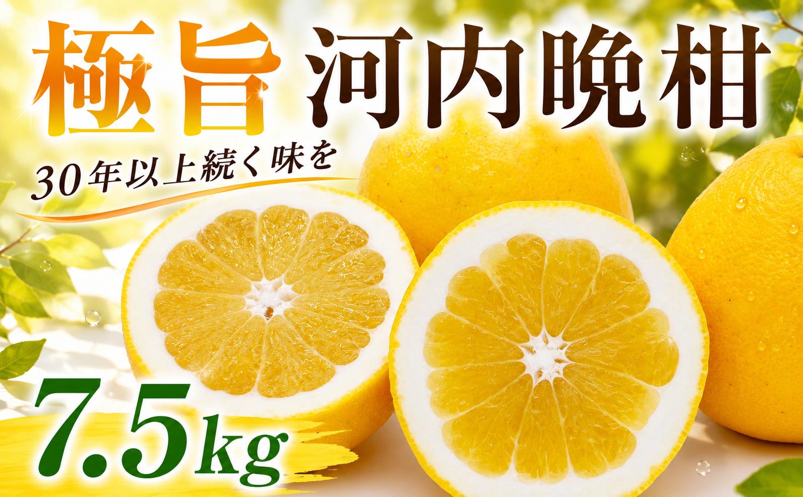 
                  極旨 河内晩柑 樹齢 30年以上 7.5kg （ サイズ ミックス ）傷、黒点等ある場合があります。 10000円 みかん mikan 蜜柑 ミカン かわちばんかん 愛南ゴールド あいなん ゴールド 文旦  愛媛 和製 産地直送 国産 農家直送 期間限定 数量限定 特産品 ゼリー ジュース アイス 等に 人気 さわやか 甘い フルーツ 果物 柑橘 規格外 小玉 含む 果樹園みどり 愛南町 愛媛県
                