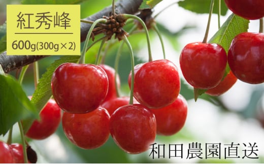 [先行受付] 北海道 仁木町産 サクランボ 紅秀峰 600g（300g×2パック） 果物類 果物 くだもの フルーツ さくらんぼ チェリー [和田農園]