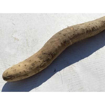 ふるさと納税 長野市 【先行受付】JAグリーン長野　松代産　長芋　3kg(2〜3本)　家庭用 |  | 01