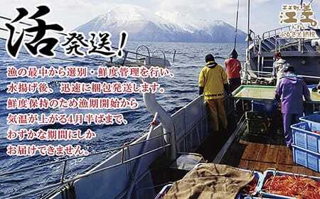 ＼3～4月限定出荷／活発送！【大5尾】『北海道北前蟹』タグ付き特選 約800g×5尾（冷蔵）　年にひと月だけの期間限定「生」出荷　北海道日本海産紅ずわいがに　カニかご漁師直販　厳格な鮮度管理　新鮮　甘