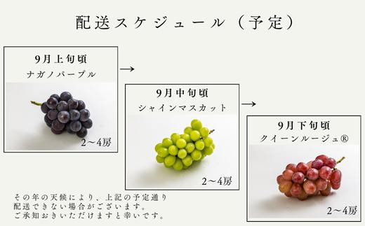 TK33-26A 【先行予約】 ぶどうの定期便 【家庭用】 （ナガノパープル／シャインマスカット／クイーンルージュ🄬） 約1.5kg×3回 ／ 2026年9月上旬～10月頃 配送予定 // 長野県 南