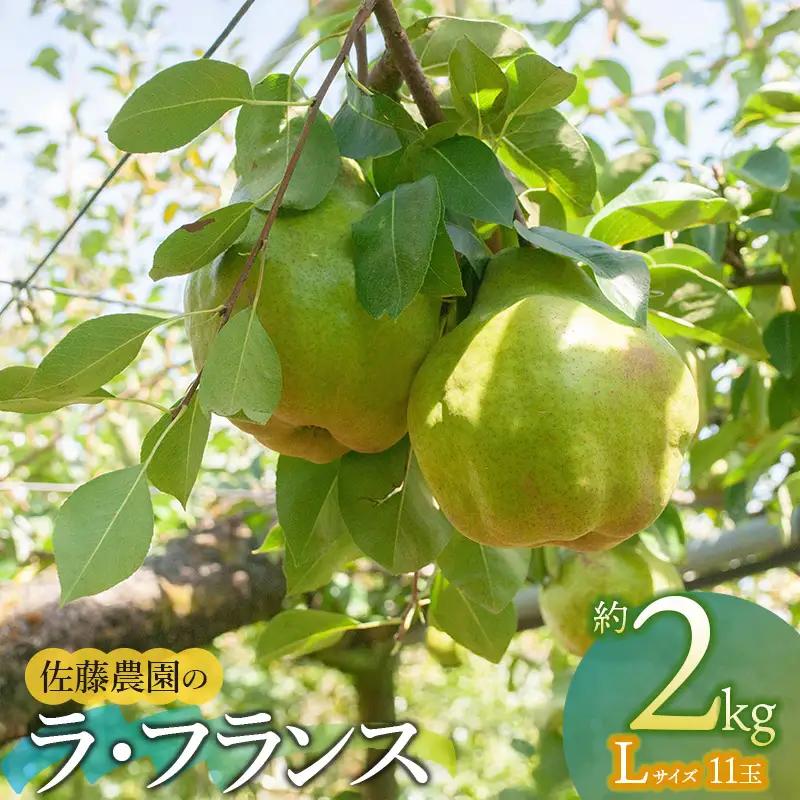 【令和8年産先行予約】 ラ・フランス Lサイズ 約2kg　(11玉)　山形県鶴岡市産　佐藤農園