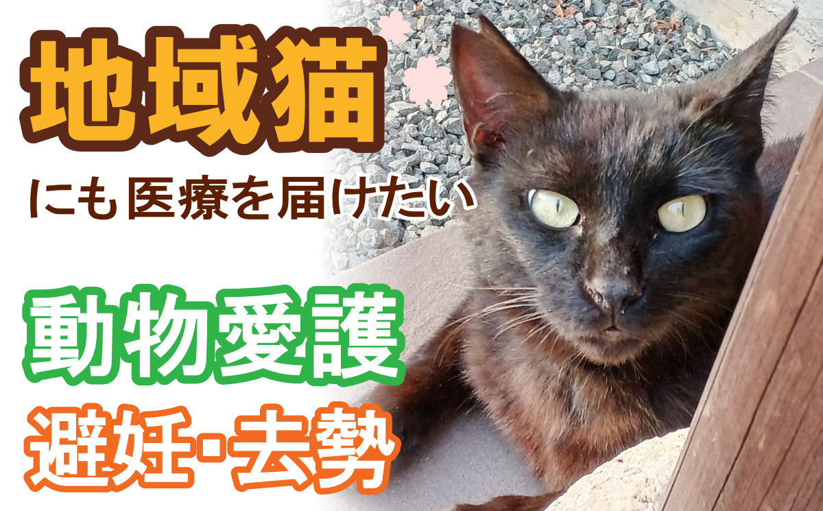 
            【殺処分ゼロへ！NPO法人大月ねこサポーターズ】猫の避妊・去勢手術　保護活動　お礼の手紙
          