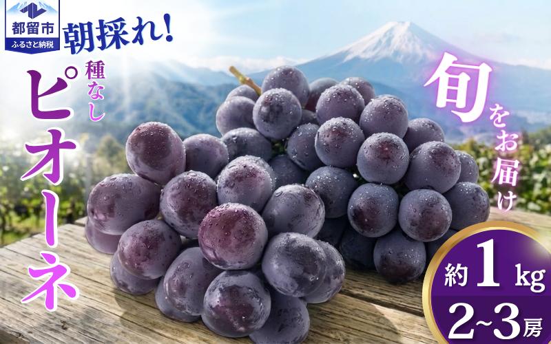 
                  【2027年 先行予約】 山梨県都留市産 朝採れ ピオーネ ２~3房（約1.0kg以上）｜  贈答 山梨 やまなし 山梨県産 葡萄 ブドウ フルーツ 果物 くだもの ピオーネ プレゼント ギフト ぶどう  デザート スイーツ ぴおーね
                