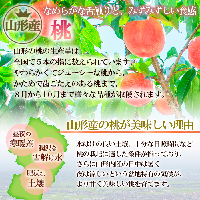 ★山形黄桃★黄桃秀品2kg[かための桃] FS24-680